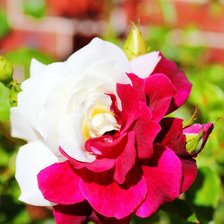 Схема вышивки «№604133»