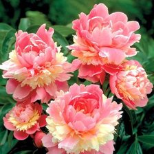 Схема вышивки «№604134»