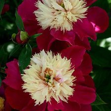 Схема вышивки «№604135»