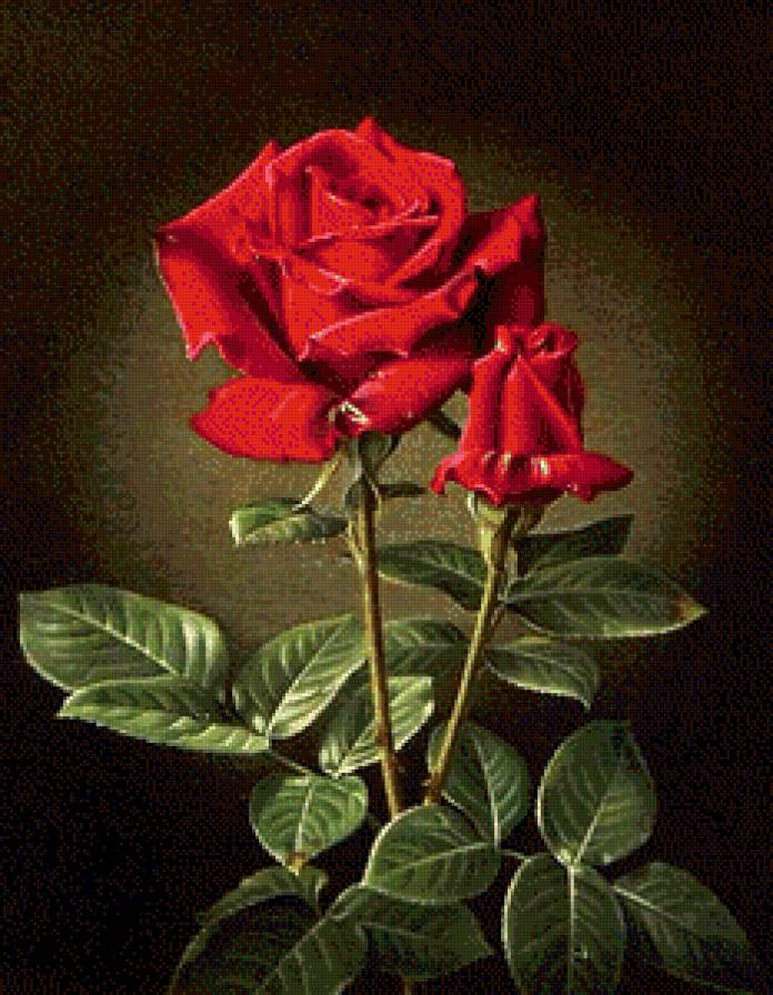 прекрасная роза - картина цветы - предпросмотр