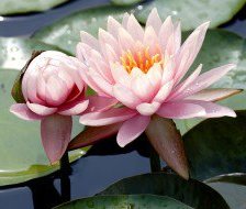 Схема вышивки «Лотос»