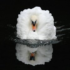 Схема вышивки «Лебедь»