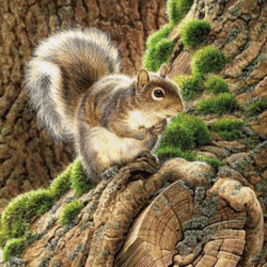 №604458 - животные, белка - предпросмотр