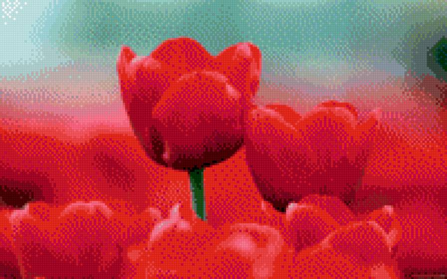 тюльпаны - цветы - предпросмотр