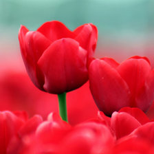 Схема вышивки «тюльпаны»