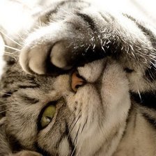 Схема вышивки «киса»