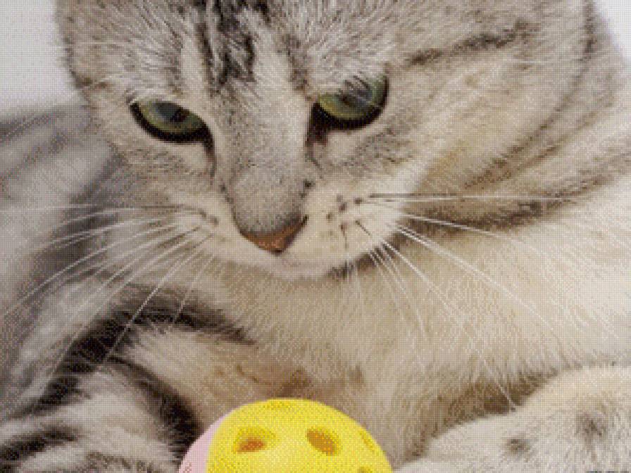 киса - животные - предпросмотр