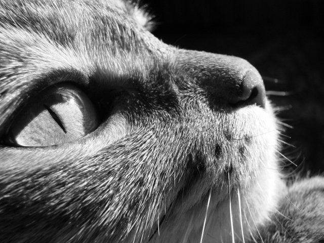 киса - животные - оригинал