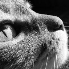 Схема вышивки «киса»