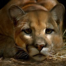 Схема вышивки «киса»