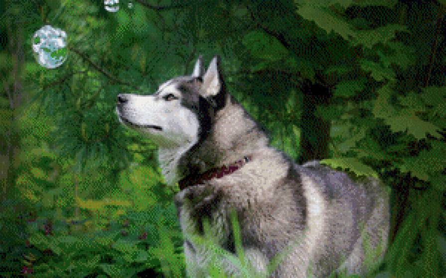 волк - предпросмотр