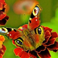 Схема вышивки «бабочка»