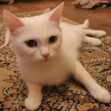 Схема вышивки «Сима»