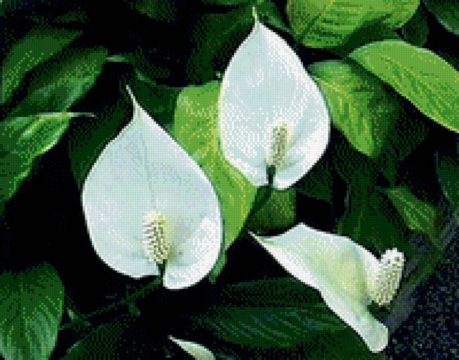 Женское счастье - цветы - предпросмотр