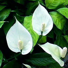 Женское счастье