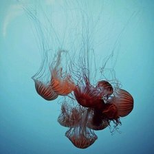 Схема вышивки «Медузы»