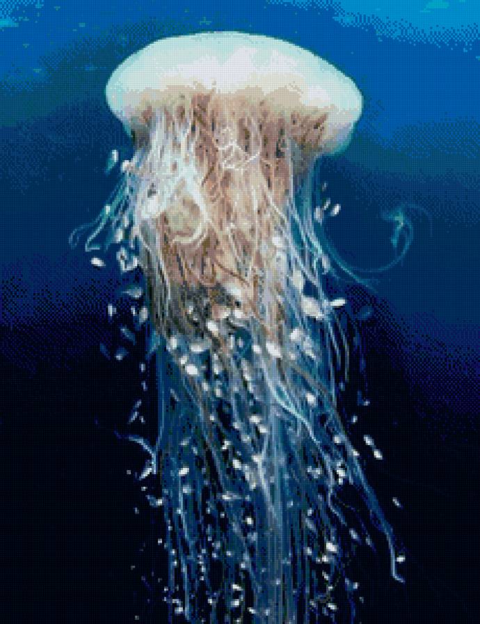 Медуза - медуза, морские живтные - предпросмотр