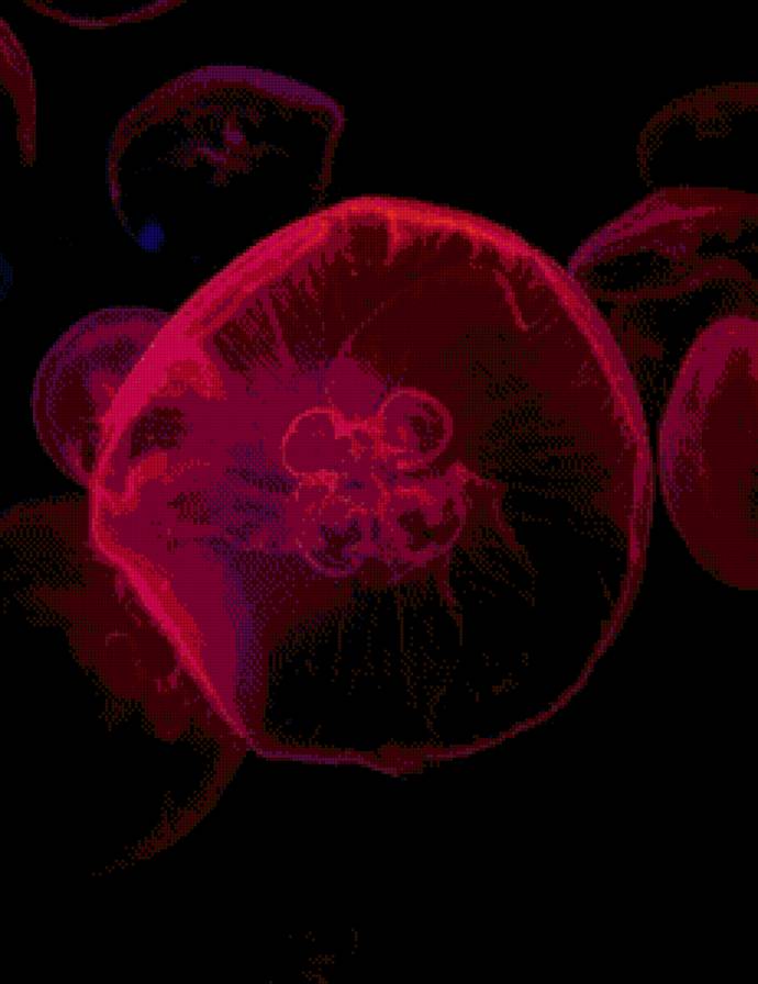 Медуза - предпросмотр