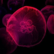 Схема вышивки «Медуза»