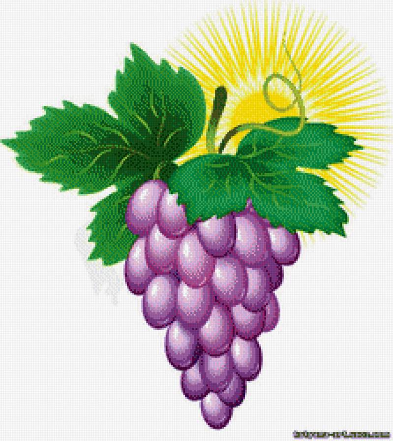 Виноградная гроздь - фрукты, виноград, натюрморт, ягоды - предпросмотр