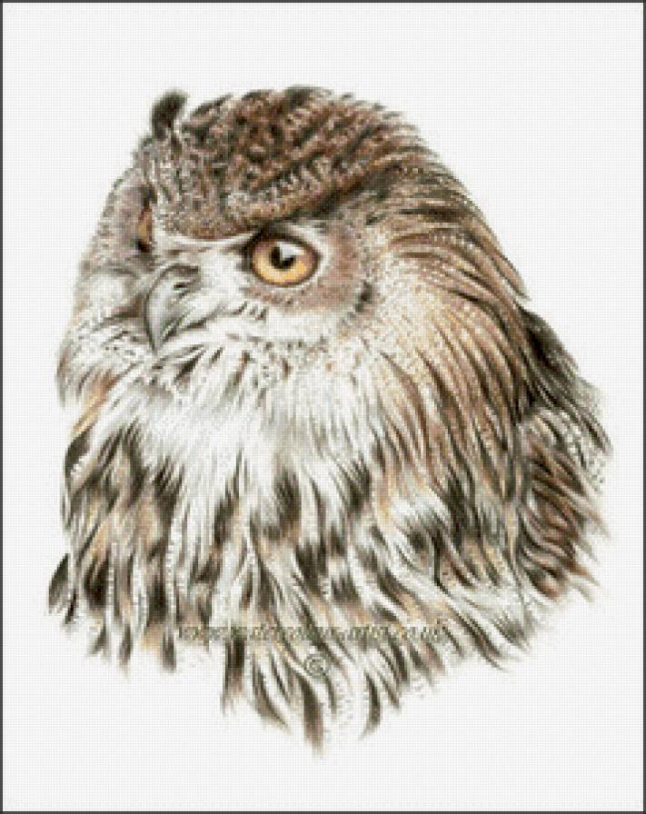 Сова - птицы, сова - предпросмотр