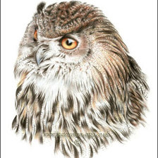 Схема вышивки «Сова»