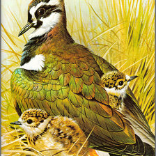 Схема вышивки «Птичка с птенцами»