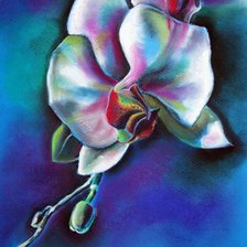 Радужная орхидея