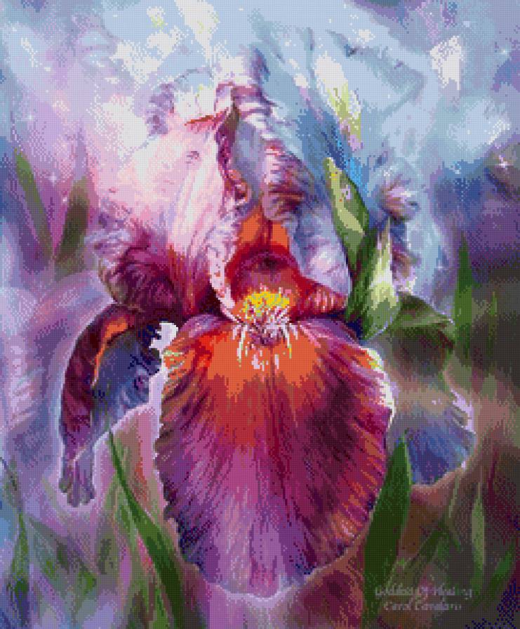 Фантастический ирис - ирис, цветы - предпросмотр