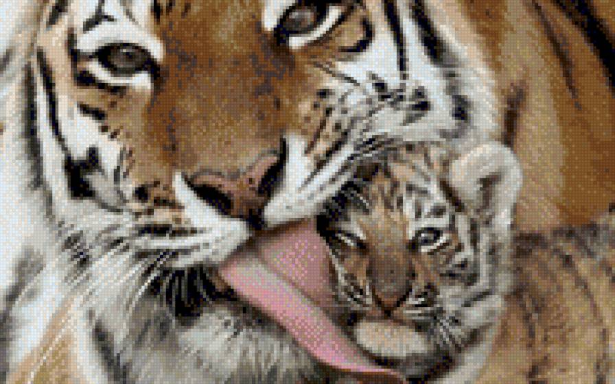 тигрица с тигрёнком - животные, тигры - предпросмотр