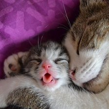 кошачий сон