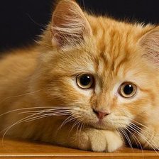 Схема вышивки «№605522»