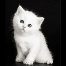 Схема вышивки «Котик»