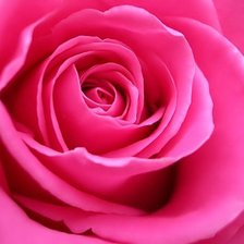 Схема вышивки «Роза»