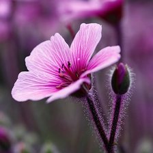 Схема вышивки «фиолетовое настроение»