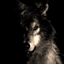 Схема вышивки «Волк в темноте»