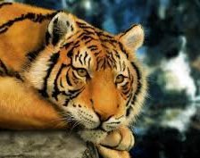 Схема вышивки «тигр»