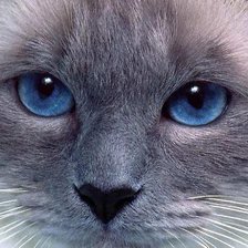 Схема вышивки «Котик»