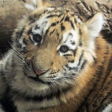 Схема вышивки «Тигруша.»