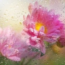 Капли на стекле