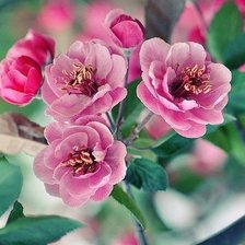 Схема вышивки «Весна»