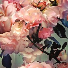 Схема вышивки «Розы»