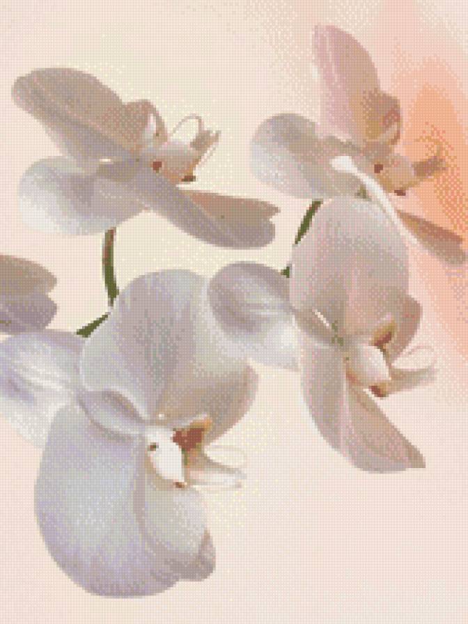 Орхидеи - орхидеи, цветы - предпросмотр