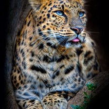 Схема вышивки «леопард»