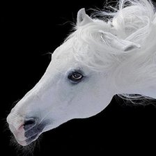 Схема вышивки «лошадь»