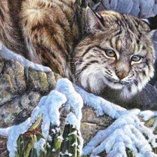 Схема вышивки «Рысь»