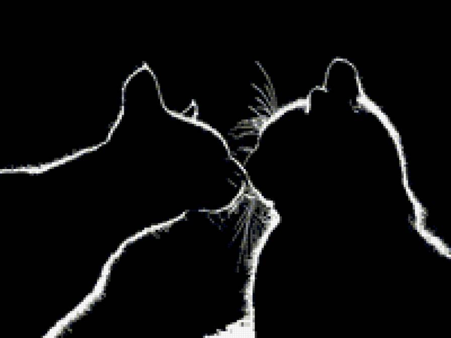 Влюбленные кошки - предпросмотр