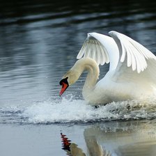 Схема вышивки «лебедь»