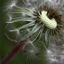 Схема вышивки «одуванчик»