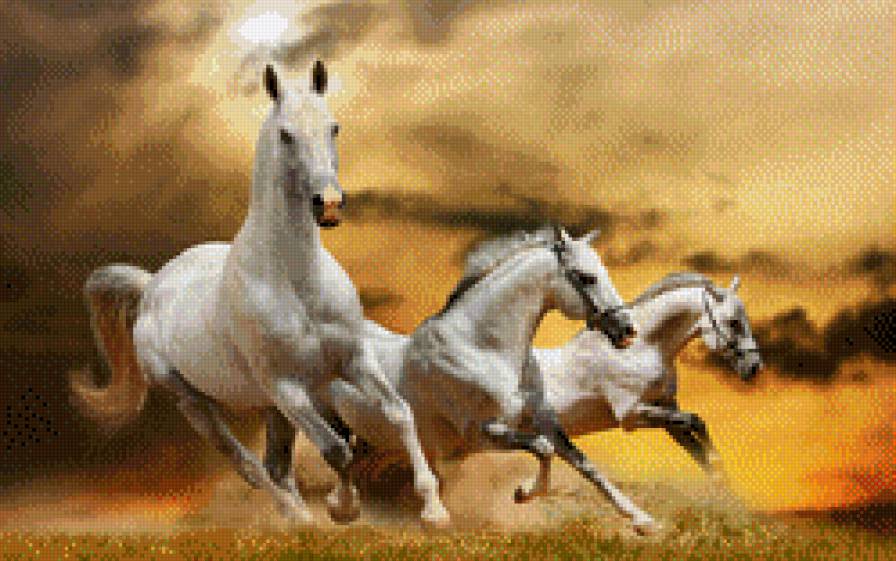 три белых коня - животные, лошади - предпросмотр